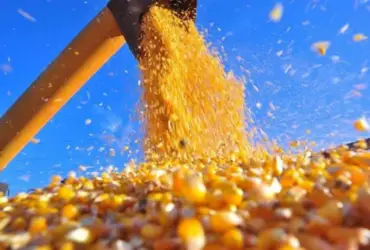 Moega de milho abastecendo caminhão