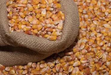 Milho reage e preços avançam com retração de produtores e oferta limitada