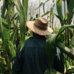 Ministério diz que NR-31 não obriga substituição do chapéu por capacete no trabalho rural