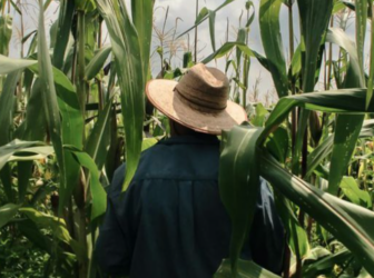 Ministério diz que NR-31 não obriga substituição do chapéu por capacete no trabalho rural