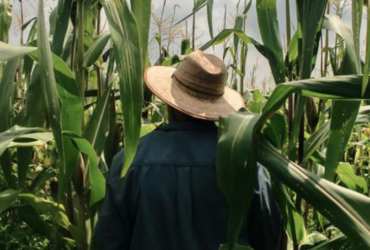 Ministério diz que NR-31 não obriga substituição do chapéu por capacete no trabalho rural