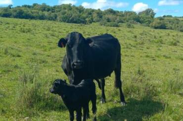 Nascem primeiros animais em projeto de taurinos para agricultura familiar