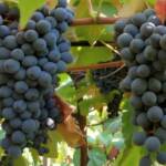 Novas uvas lançadas pela Embrapa reforçam produção de sucos e vinhos brasileiros