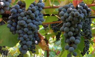 Novas uvas lançadas pela Embrapa reforçam produção de sucos e vinhos brasileiros