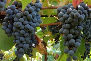 Novas uvas lançadas pela Embrapa reforçam produção de sucos e vinhos brasileiros
