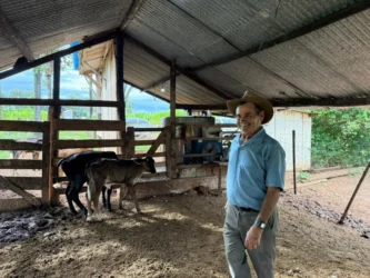 Programa impulsiona melhoramento genético do gado leiteiro em MT