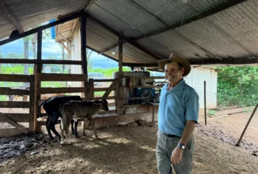 Programa impulsiona melhoramento genético do gado leiteiro em MT