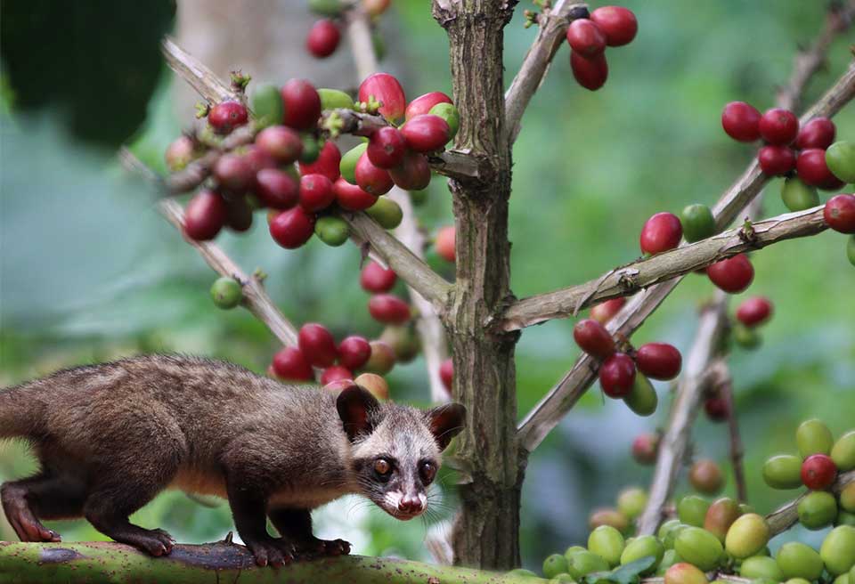 O que e o Kopi Luwak -CenárioMT