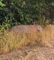 Encontro Selvagem: onça-pintada juvenil dá show de elegância em estrada rural de Lucas do Rio Verde