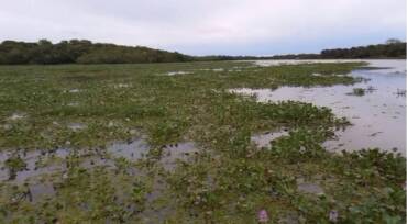 Excesso de plantas aquáticas no Lago Romancini é investigado e, até o momento, não indica crime ambiental