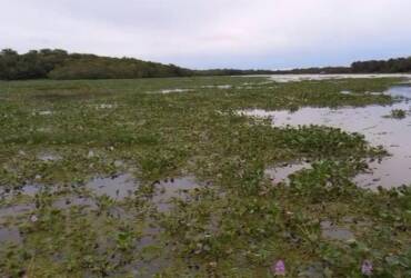 Excesso de plantas aquáticas no Lago Romancini é investigado e, até o momento, não indica crime ambiental