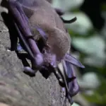 Pesquisa em morcegos mapeia patógenos em MT