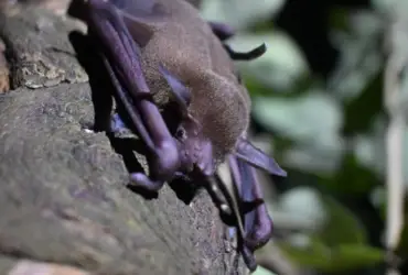 Pesquisa em morcegos mapeia patógenos em MT