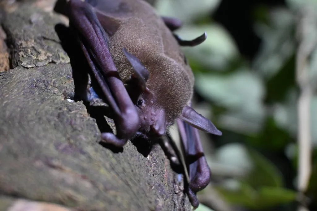 Pesquisa em morcegos mapeia patógenos em MT