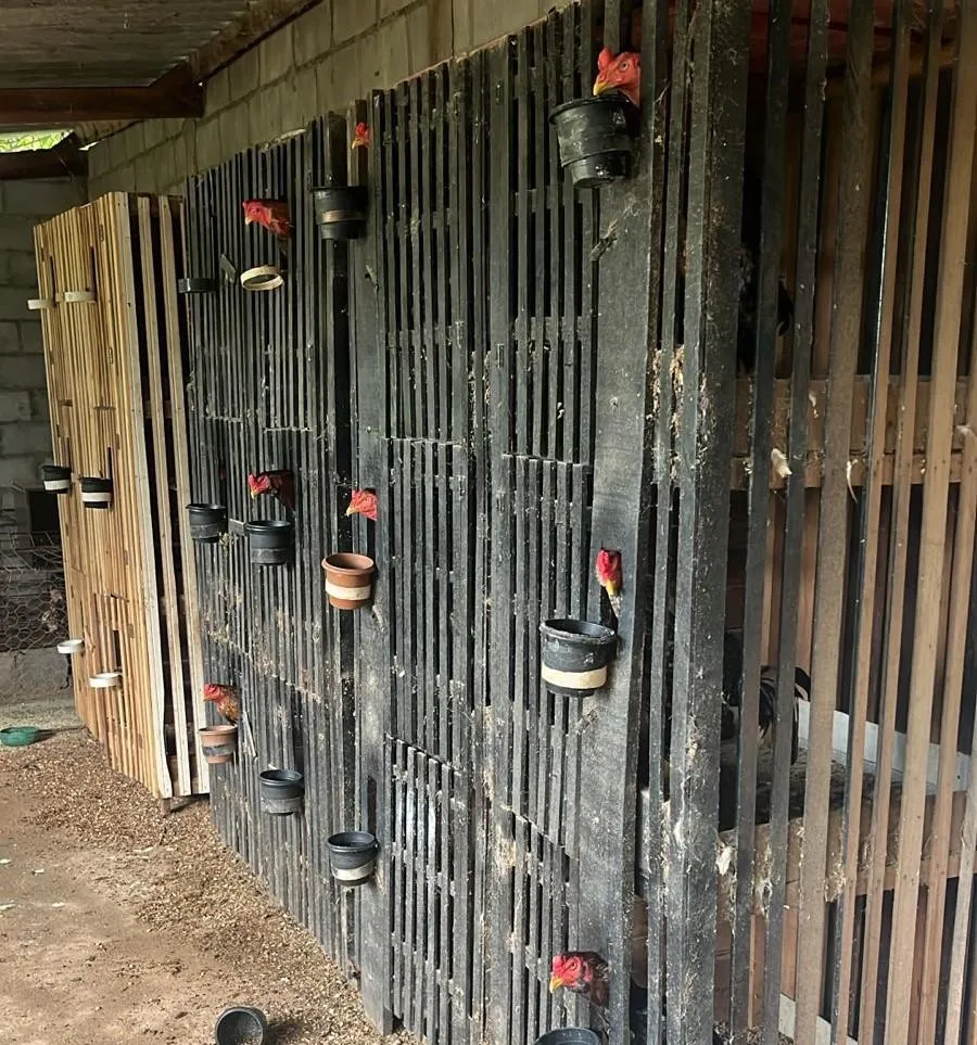 Polícia desarticula rinha de galos em Várzea Grande