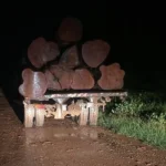 Transporte ilegal de madeira é flagrado em Novo Mundo