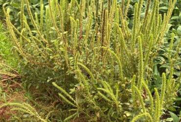 Praga quarentenária presente é detectada pela primeira vez no estado de São Paulo