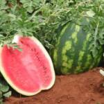 Preço de frutas cai nas Ceasas em janeiro, aponta Prohort/Conab