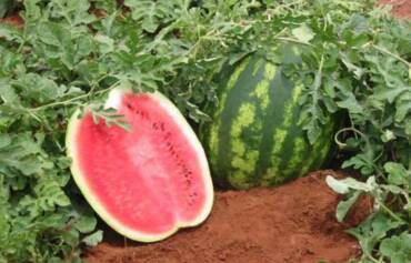 Preço de frutas cai nas Ceasas em janeiro, aponta Prohort/Conab