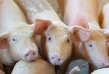 Preços do suíno vivo caem em janeiro com demanda enfraquecida