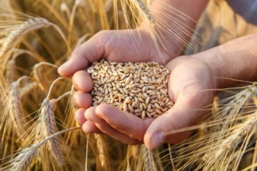 Preços do trigo têm comportamento regional distinto e refletem dinâmica de oferta e demanda