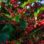 Primeira estimativa da Conab aponta para uma produção de café de 66,2 milhões de sacas de café em 2026