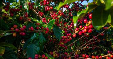 Primeira estimativa da Conab aponta para uma produção de café de 66,2 milhões de sacas de café em 2026
