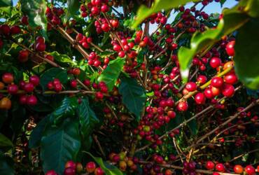 Primeira estimativa da Conab aponta para uma produção de café de 66,2 milhões de sacas de café em 2026