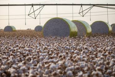 Queda do dólar pressiona preços do algodão no mercado interno, aponta Cepea