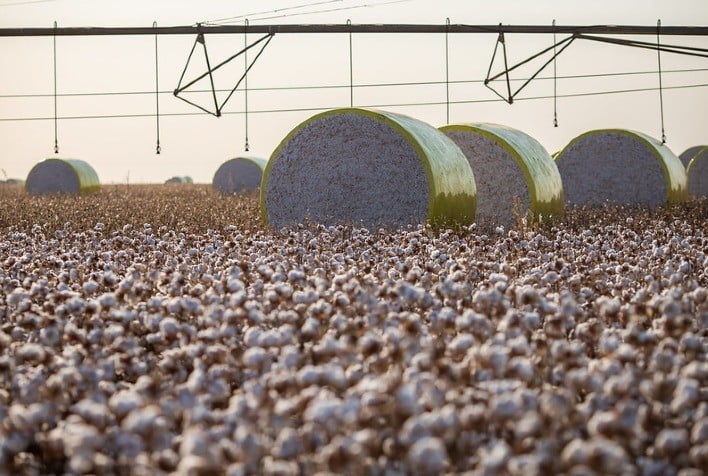 Queda do dólar pressiona preços do algodão no mercado interno, aponta Cepea