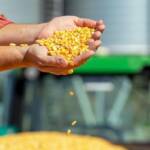 Queda do milho perde força com resistência de produtores e cenário logístico favorável