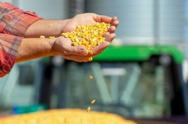 Queda do milho perde força com resistência de produtores e cenário logístico favorável