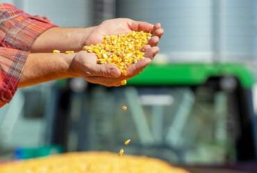 Queda do milho perde força com resistência de produtores e cenário logístico favorável