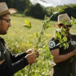 Rally da Safra percorre o Sudeste de Mato Grosso para validar produtividade de 65 sacas por hectare