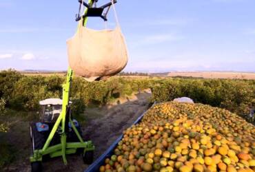 Safra 2025/26 de laranja entra na reta final no cinturão citrícola de SP e Triângulo Mineiro