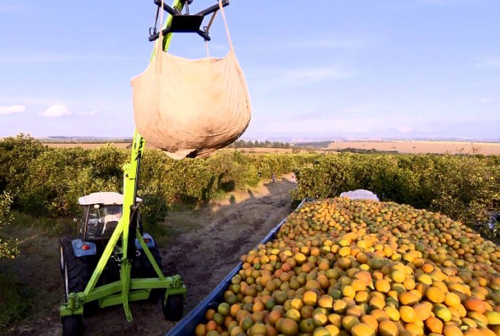 Safra 2025/26 de laranja entra na reta final no cinturão citrícola de SP e Triângulo Mineiro