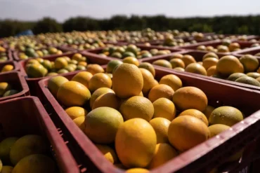 Safra de laranja avança e produção mantém estabilidade, enquanto atenção do setor se volta ao próximo ciclo