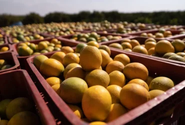 Safra de laranja avança e produção mantém estabilidade, enquanto atenção do setor se volta ao próximo ciclo