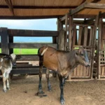 Tecnologia no campo: Mato Grosso investe R$ 10,5 milhões em genética para a pecuária leiteira