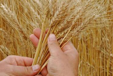 Seca nos EUA impulsiona trigo no RS, enquanto farelo segue pressionado