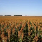 Aposta estratégica: Área plantada de sorgo cresce 13,4% em Mato Grosso e cereal consolida-se na safrinha 2026