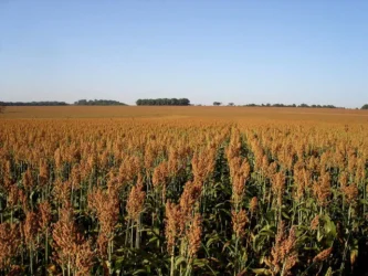Plantação de Sorgo