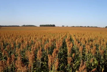 Plantação de Sorgo