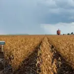 Volume de chuva em fevereiro já supera média histórica em Mato Grosso
