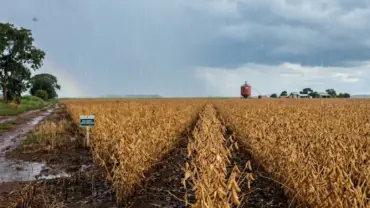 Chuva na plantação de soja em Mato Grosso