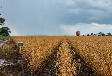 Chuva na plantação de soja em Mato Grosso