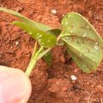 Manejo de pragas sugadoras exige atenção na transição da soja para milho e algodão