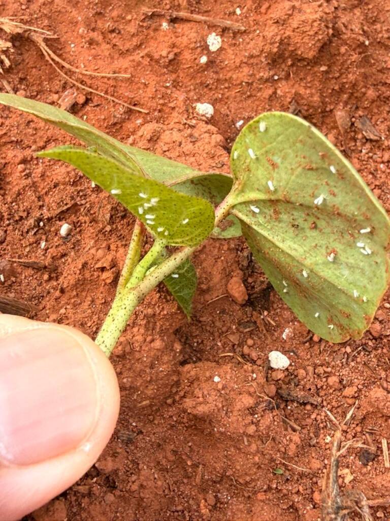 Manejo de pragas sugadoras exige atenção na transição da soja para milho e algodão