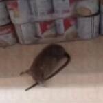 Vigilância Sanitária realiza nova fiscalizações em atacadista atendendo solicitação da Câmara municipal em Lucas do Rio Verde