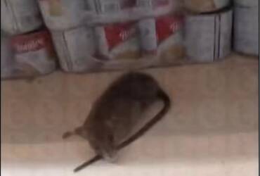 Mesmo sem confirmar veracidade das imagens divulgadas, equipe intensificou diligências e estabelecimento apresentou plano de ação com reforço no controle de pragas